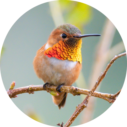 Allen's hummingbird perched on a branch