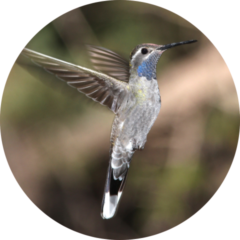 Blue-throated hummingbird