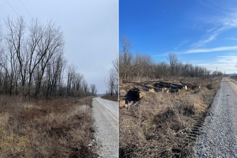 Before and after a prescribed burn. Before, trees stood along the edge of a road. After, trees have been removed and are on the ground near the edge of the road.
