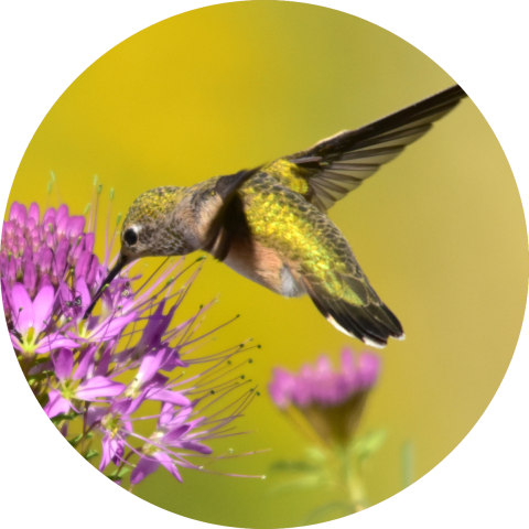 Broad-tailed hummingbird