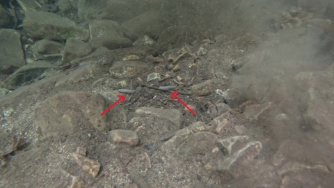 Two Southern Appalachian brook trout in a rocky stream bottom. 