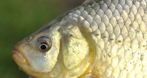 The head of a gold-colored fish. 