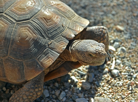 a wrinkled tortoise peeks out from its rippled shell