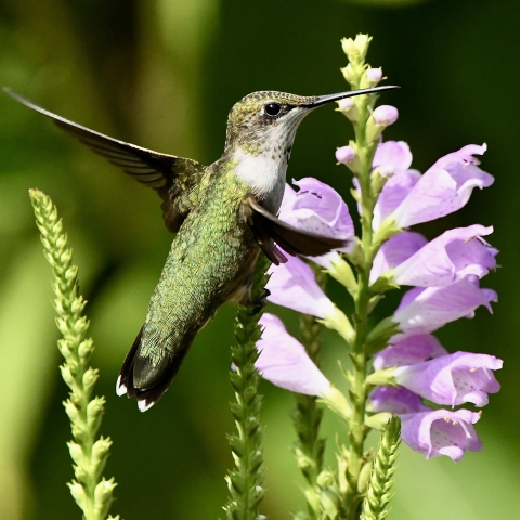 A female ruby-throated hummingbird that Photographed by David Cohen