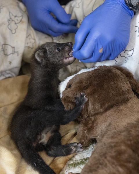 a tiny fisher, which looks like a dark brown weasel, eats meat from a gloved human hand