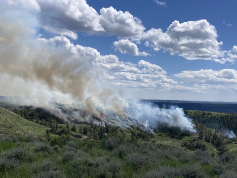 A prescribed fire burns on a forested and grassy landscape. The smoke is billowing into blue sky with some clouds.