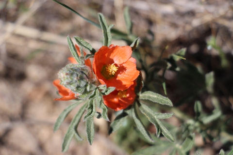 A closeup view of a red flower is shown.