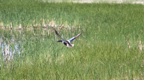 A colorful duck flies across a cattail marsh.