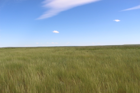 A green grassy field under blue skies.