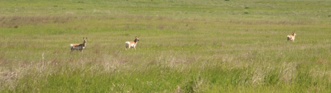 Three pronghorn stand in a field of green grass.