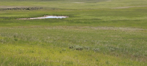 A small seasonal wetland is shown surrounded by a green grass.