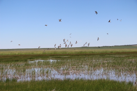 A group of shorebirds flies over a wetland surrounded by green grass, cattails, and sedges.