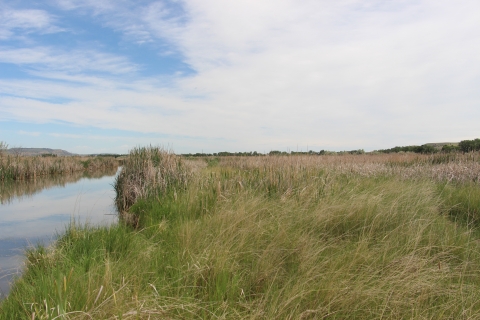 A wetland adjacent to a cattail marsh and grass is shown.