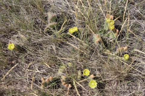 A group of yellow flowering cactus in grass is shown.
