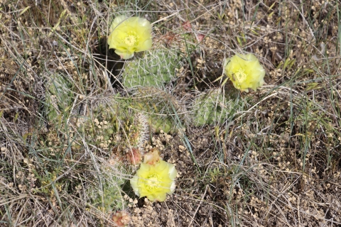Three yellow blooming cactuses.