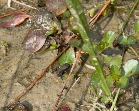 Houston toadlet sitting among the leaves on the shoreline of a pond in Central Texas