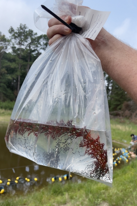 Hands hold up a bag with Houston toad eggs