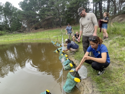 Biologists release Houston toad eggs into a pond in Central Texas