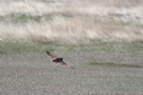 A burrowing owl in flight over an open area.