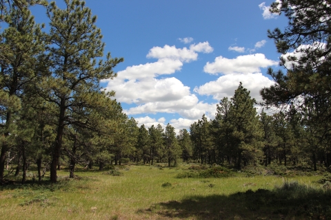 An open pine meadow with grassy floor under blue skies with puffy white clouds.