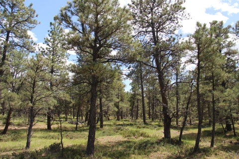 The view within a pine forest is shown.