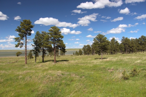 A lush grassland-savanna with tall pines under puffy white clouds and a blue sky is shown.