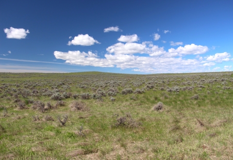 A vast mixed sagebrush grassland under bule skies and white puffy clouds is shown.