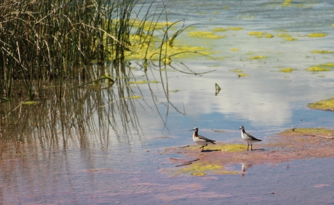 A pair of shorebirds in a shallow wetland are shown.