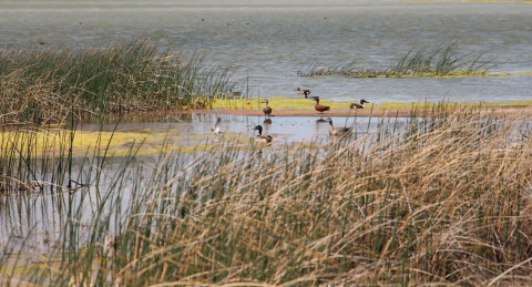 Several species of ducks in a cattail marsh are shown.