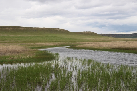 A wetland is surrounded by green and light-colored grasses.