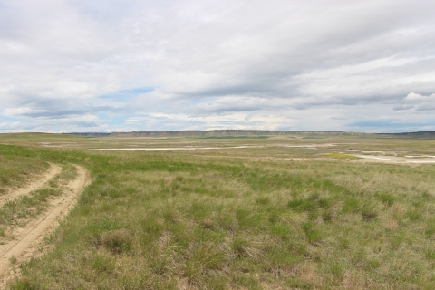 A dirt two-track road next to a grassland is shown.