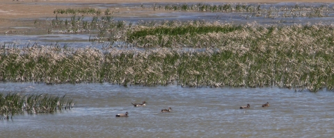 A small group of ducks in a cattail wetland.