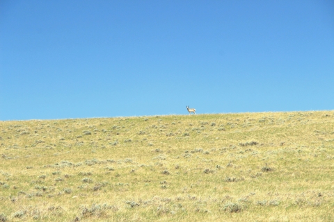 A pronghorn buck stands atop a hill in a short grassland under blue skies.