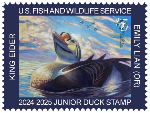 Watermarked 2024-2025 Junior Duck Stamp featuring a King Eider painted by Emily Lian from Oregon