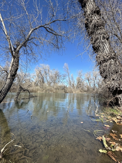 Blue skies and winter trees with no leaves are reflecting in a calm creek. You can see the bottom of the creek through the clear water.