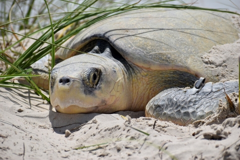 a tan sea turtle lays on the sand under some grass
