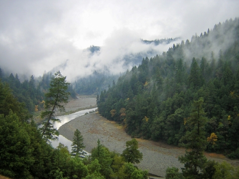 A river runs through a forest. 