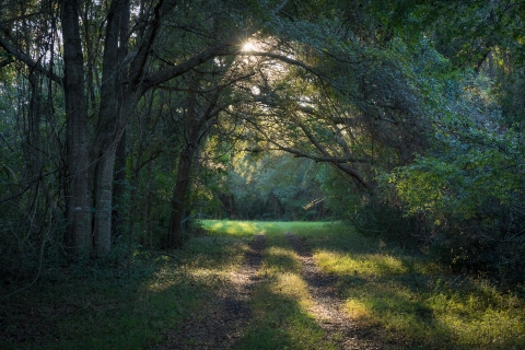 a tree-lined road