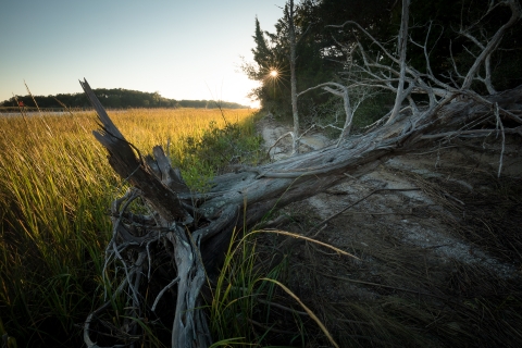 an old tree at the edge of the marsh