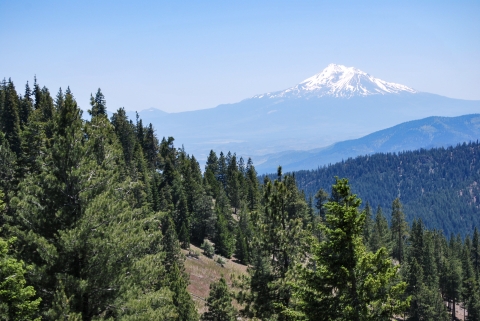 Mountains and trees with Mt. Shasta in the background. 