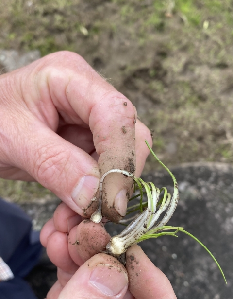 A small plant in a man's hand.