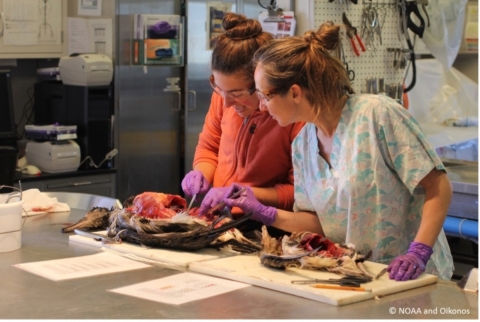 Jessie Beck (left) and Veronica Lopez (right) in their lab at Oikonos