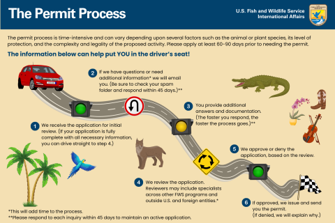 The permit process is time-intensive and can vary depending upon several factors such as the animal or plant species, its level of protection, and the complexity and legality of the proposed activity. Please apply at least 60-90 days prior to needing the permit. We have outlined the following six steps: 1) We receive the application for initial review. (If your application is fully complete with all necessary information, you can drive straight to step 4); 2) we have questions or need additional information