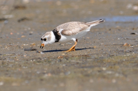 A piping plover forages on a beach