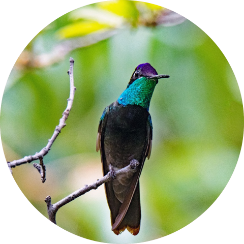 Rivoli's hummingbird perched on a branch