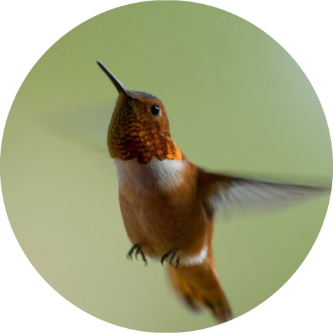 Rufous hummingbird