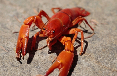 A close-up view of a bright red crayfish on a rocky surface.