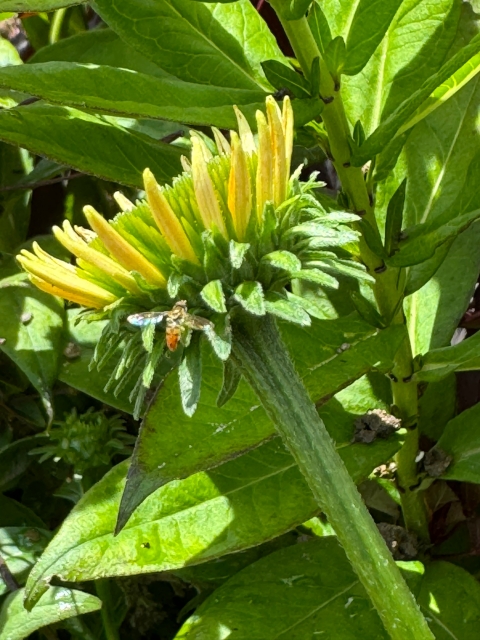 A small sweat bee visits a flower in a garden