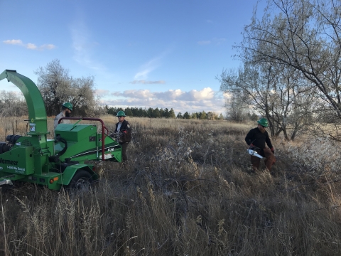 Three maintenance workers controlling invasive Russian olive using a green woodchipper