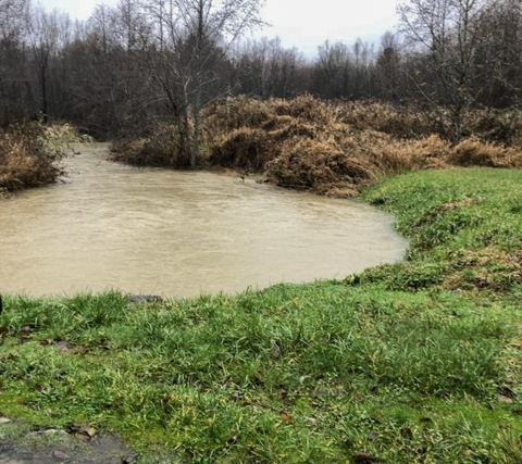 A creek floods. Trees and grass surround the flooded bank. 